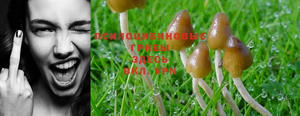 PSILOCYBIN Алзамай