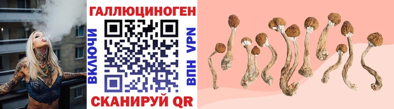 Псилоцибиновые грибы Cubensis  Сосенский 